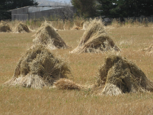 sheaves of hay